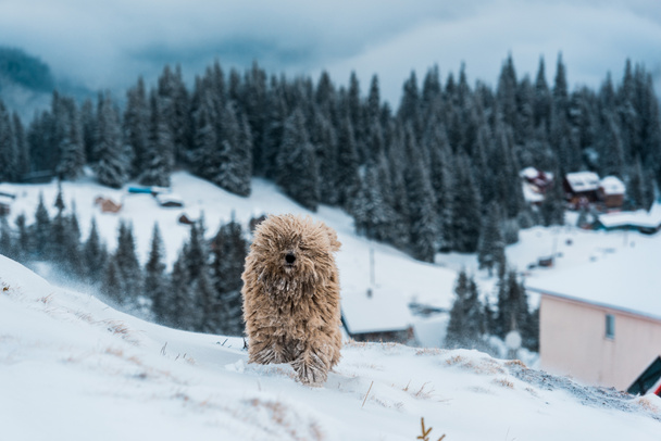 cute fluffy dog in snowy mountains with pine trees - Valokuva, kuva