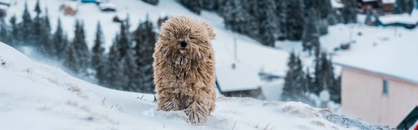 cute fluffy dog in snowy mountains with pine trees, panoramic shot - Photo, Image