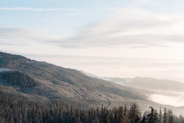 живописный вид на снежные горы с соснами в белых пушистых облаках и солнечный свет
 - Фото, изображение