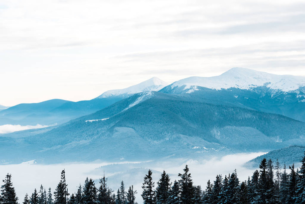 γραφική θέα χιονισμένα βουνά με πεύκα σε λευκό χνουδωτά σύννεφα - Φωτογραφία, εικόνα