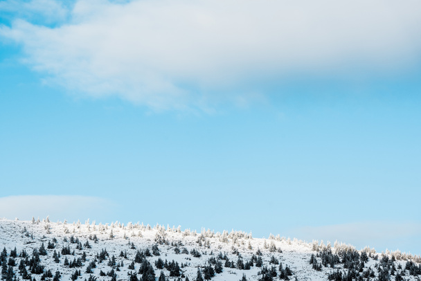 Gökyüzünde beyaz kabarık bulutları olan çam ağaçlarıyla karlı tepenin manzarası - Fotoğraf, Görsel