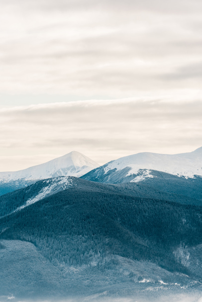 panoramisch uitzicht op besneeuwde bergen met dennenbomen in witte pluizige wolken - Foto, afbeelding