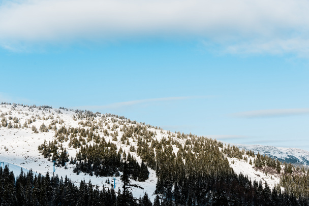 Сценічний вид сніжної гори з соснами на сонці. - Фото, зображення