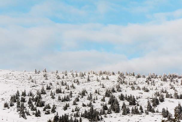 malerischer Blick auf schneebedeckten Hügel mit Kiefern mit weißen, flauschigen Wolken am blauen Himmel - Foto, Bild