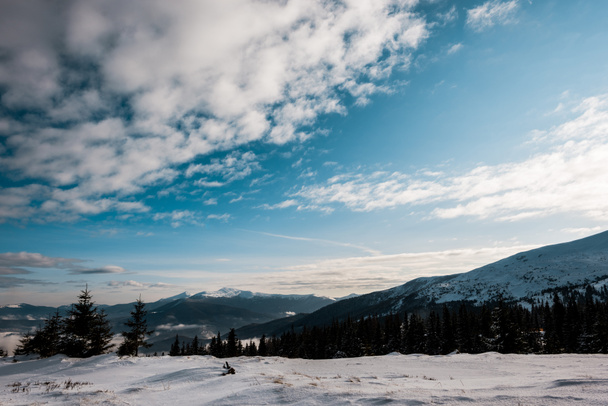 vista panoramica delle montagne innevate con pini in bianche nuvole soffuse
 - Foto, immagini