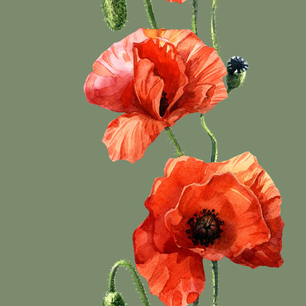 Watercolor seamless pattern of poppies, Botanical illustration. - Photo, Image
