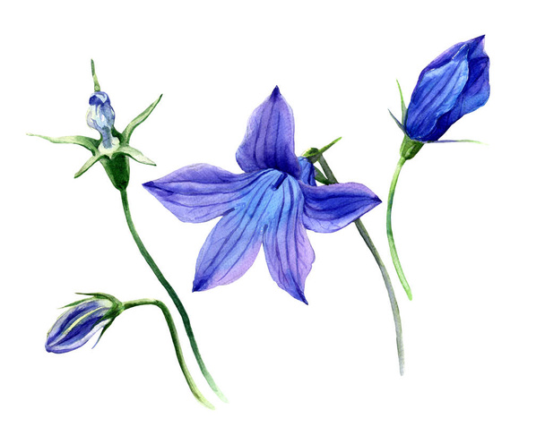 Acuarela Ilustración botánica de las flores silvestres de la campana. - Foto, imagen