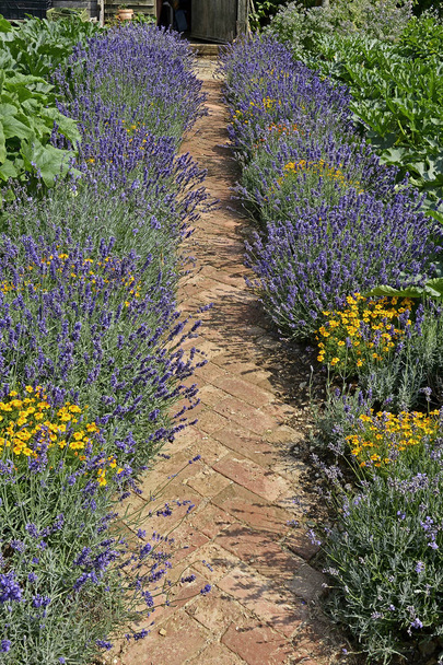 Lavendel bekleed traject in een moestuin - Foto, afbeelding