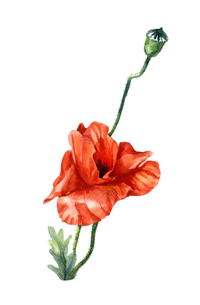 Poppies geschilderd in aquarel, Botanische illustratie. - Foto, afbeelding