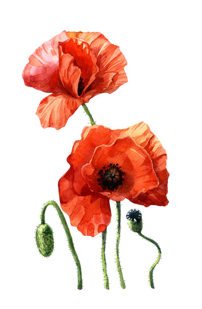 Poppies painted in watercolor, Botanical illustration. - 写真・画像
