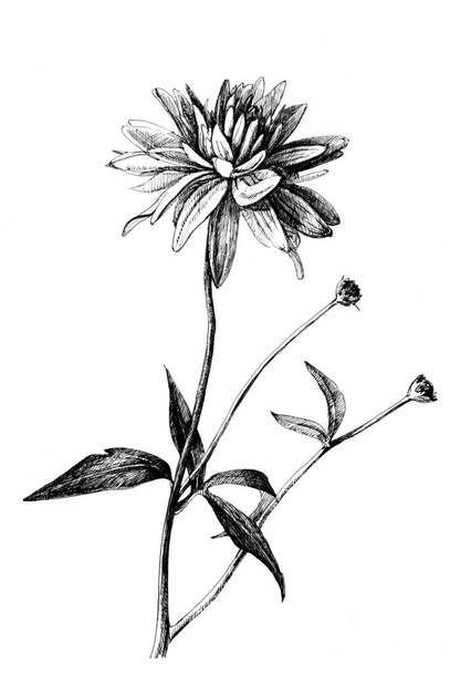 Blumen auf weißem Hintergrund, Linienzeichnung mit Tusche und Feder. - Foto, Bild