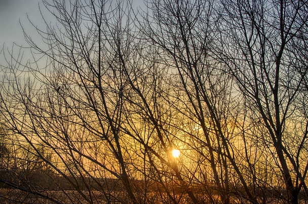 die Strahlen der Morgensonne scheinen durch die Äste der Bäume. knackige Morgendämmerung im Spätherbst. - Foto, Bild