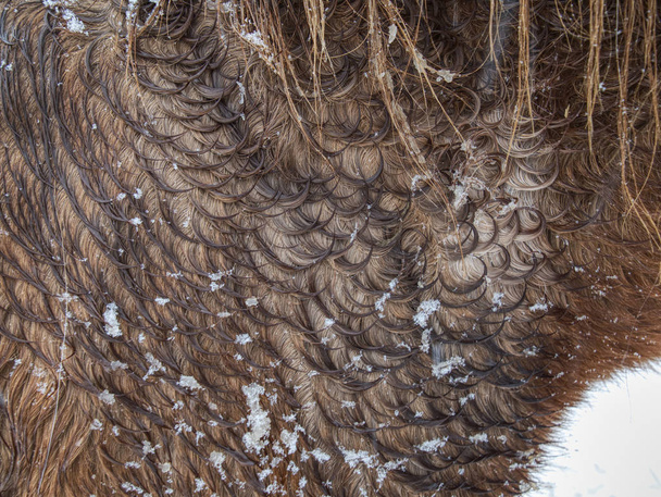 Göndör szőrcsomók téli lószőrben. Nedves szőrszálak hóval  - Fotó, kép