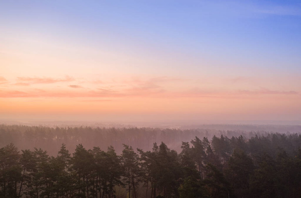 Pink dawn pine over forest drone view - Zdjęcie, obraz