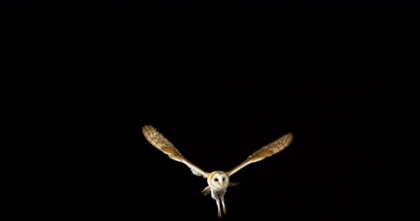 Barn Owl, tyto alba, Felnőtt repülés, Normandia Franciaországban, Lassú mozgás 4k - Felvétel, videó