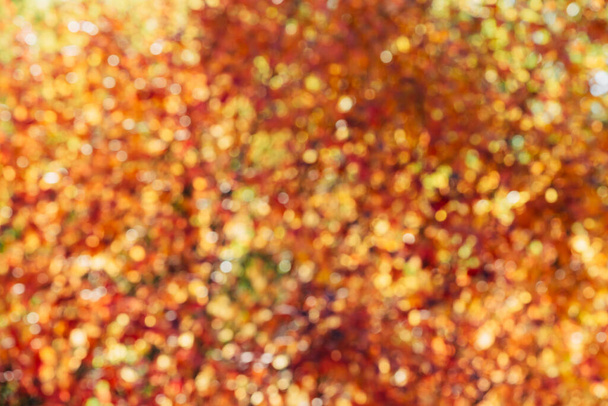 Blurred texture of lush variegated foliage. Defocused nature autumn background in sunset. Blurry natural fall backdrop in sunrise. Multicolor bokeh. Yellow orange red autumn palette in golden hour. - Photo, Image