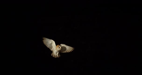 Barn Owl, tyto alba, Adult in flight, Normandy in France, Slow Motion 4k - Кадри, відео