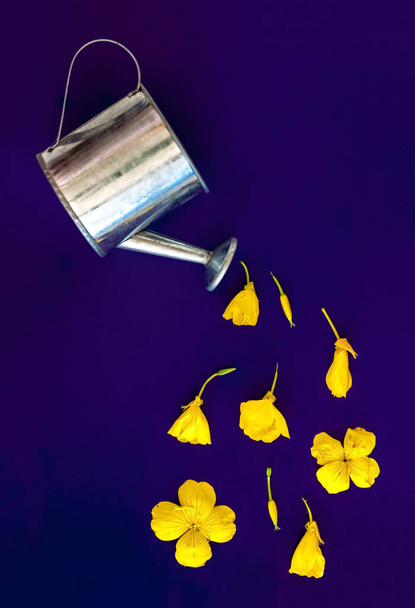 op een paarse achtergrond een platte compositie, een tuin besproeiing kan giet gele bloemblaadjes en bloemen, knoppen met kopieerruimte - Foto, afbeelding