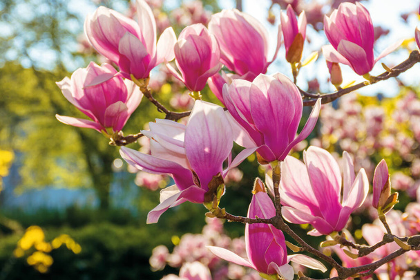 マグノリアのピンクの花 - 写真・画像