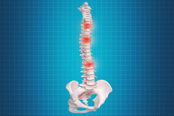 ヒトの脊椎解剖学。骨格人間の背骨と脊柱o - 写真・画像