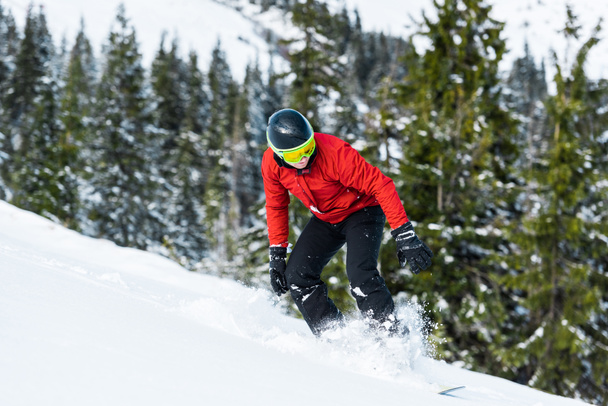 Snowboarder mit Helm fährt auf Hang in der Nähe grüner Tannen  - Foto, Bild