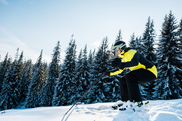 hiihtäjä kypärä hiihto lumessa lähellä kuusia
 - Valokuva, kuva