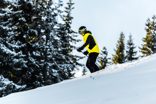 sportsman in goggles and helmet holding ski sticks while skiing near firs  - Photo, Image