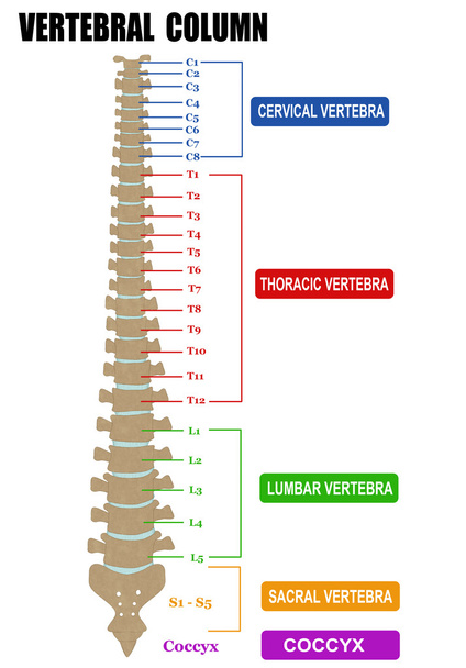 Vertebral column - Vector, Image