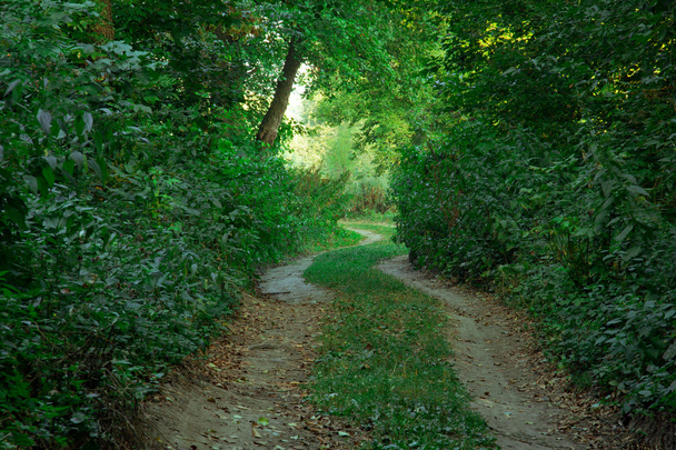 Curved path in the green forest - Фото, зображення