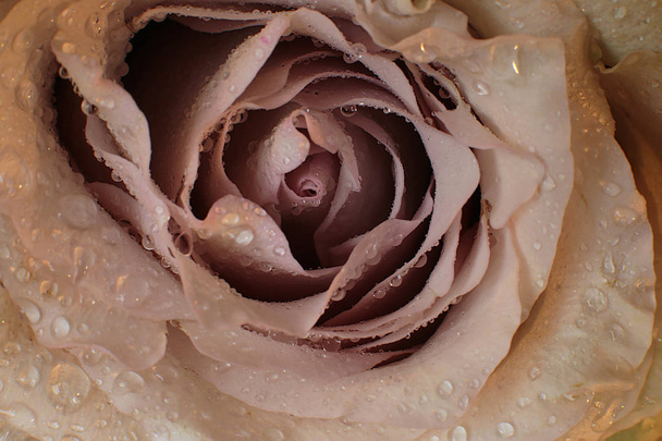 美しいバラの花のマクロ写真 - 写真・画像