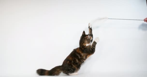Brown Tortie Blotched Tabby and White Maine Coon Domestic Cat, Female playing against White Background, Normandy in France, Super Slow motion 4K - Footage, Video