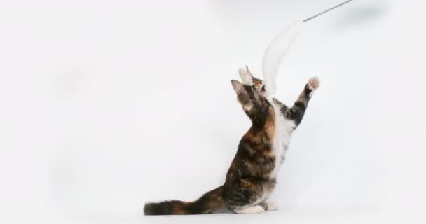 Brown Tortie Blotched Tabby and White Maine Coon Domestic Cat, Female playing against White Background, Normandy in France, Super Slow motion 4K - Materiaali, video