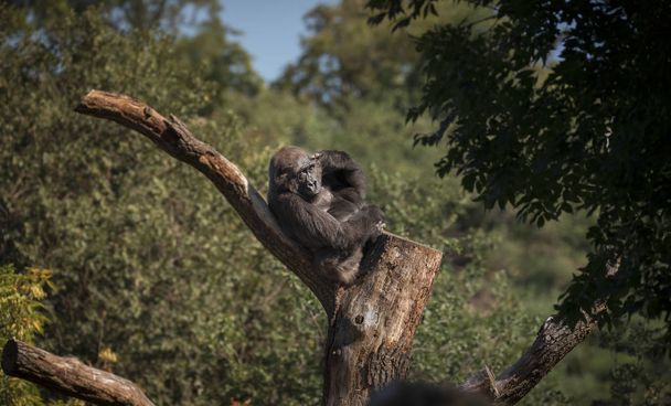 Gorilla-Blick, schau in die Augen einer schönen Kreatur, die auf einem Baum auf einem Ast sitzt. - Foto, Bild