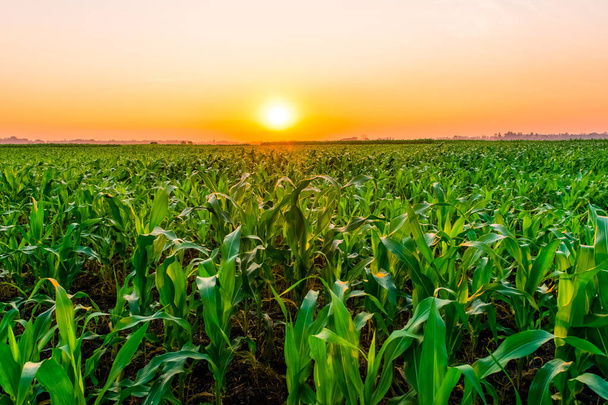 Coucher de soleil au-dessus du champ de maïs
 - Photo, image