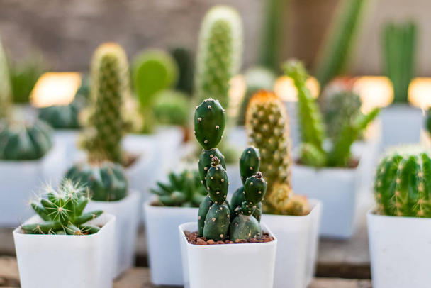 Kleine cactus in een witte plantpot - Foto, afbeelding