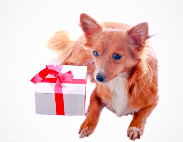 Cute little dog with present  - Valokuva, kuva