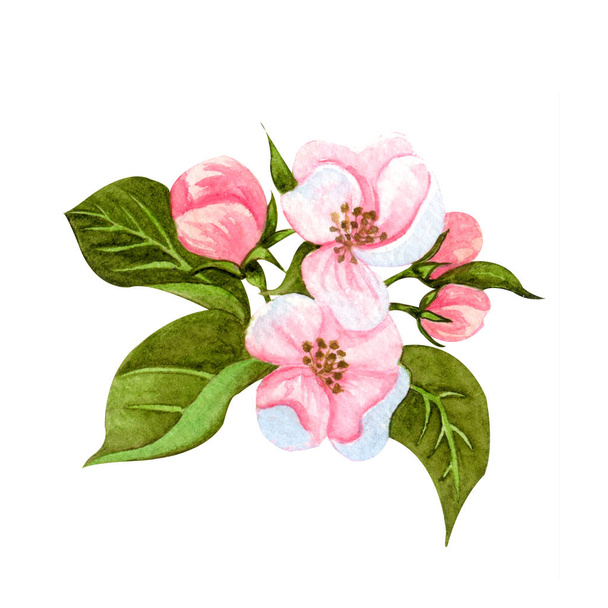 Watercolor set of blooming apple tree. Hand drawn apple branches - Φωτογραφία, εικόνα