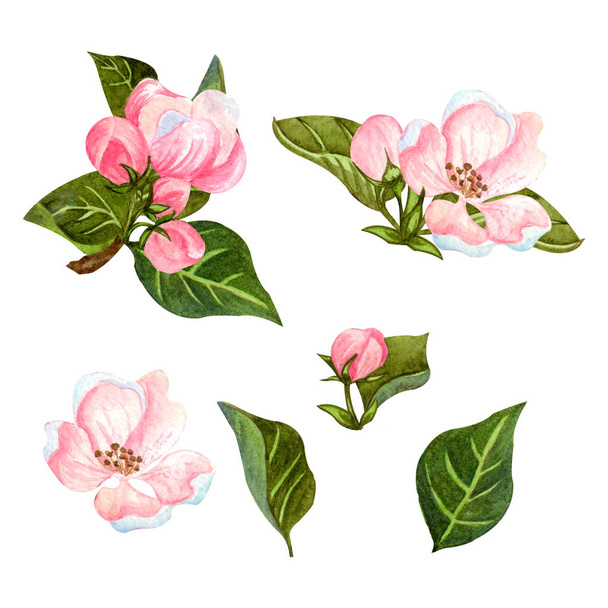 Set acquerello di melo in fiore. Rami di mela disegnati a mano con foglie, gemme e fiori. Per inviti, tessuti, design e biglietti da sposa
. - Foto, immagini