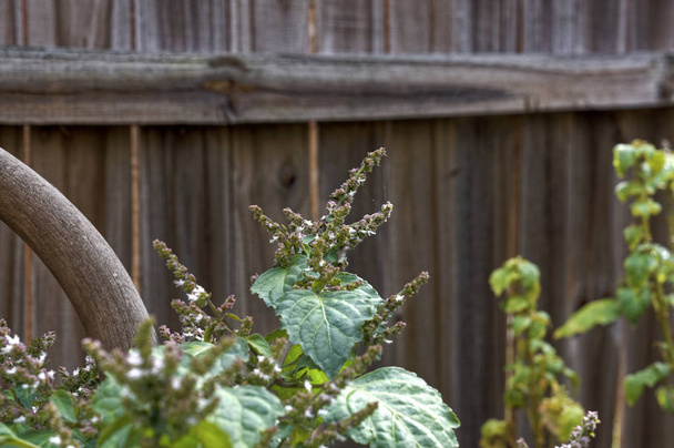 flowering patchouli plant against wooden fence - Photo, Image