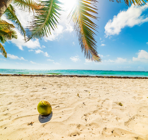 Noix de coco et sable blanc à Raisins Clairs plage sous un palmier
 - Photo, image