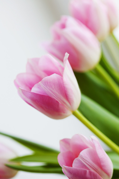 Pink flower tulips - Photo, image