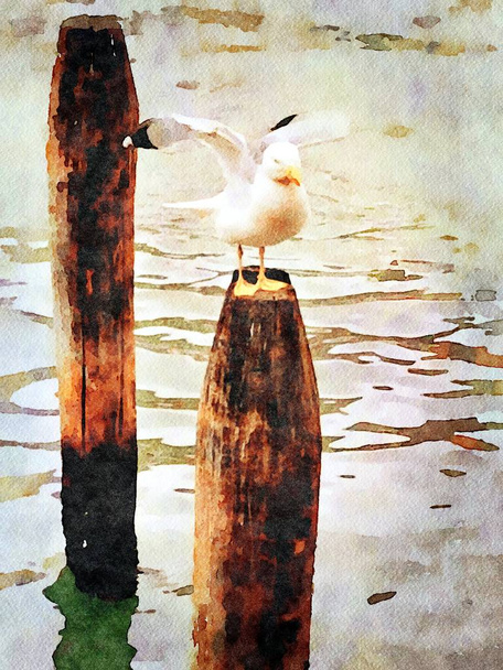 a seagull perched on one of the poles of the canals in the center of Venice - Photo, Image
