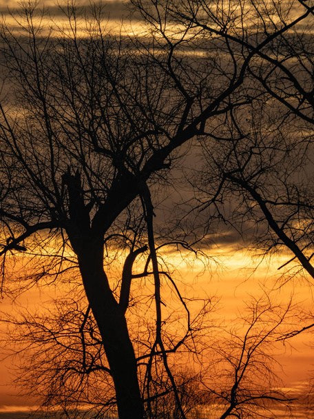 Schwarzbäume. rot-orangen Hintergrund. heller Morgen. - Foto, Bild