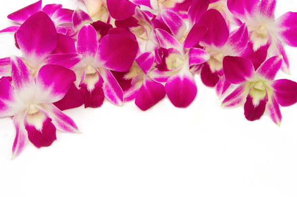 Belle orchidée violette
 - Photo, image