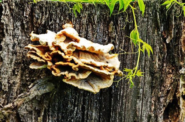 Fomes fomentarius, the tinder fungus - Photo, Image