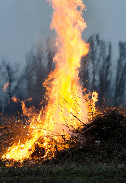 Las ramas secas arden en la naturaleza
 - Foto, Imagen