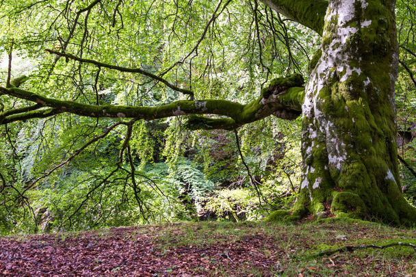 Μεγάλο όμορφο δέντρο στα Highlands - Φωτογραφία, εικόνα