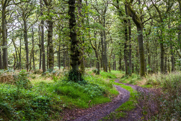 Woodland Walk in the Highlands - Photo, Image