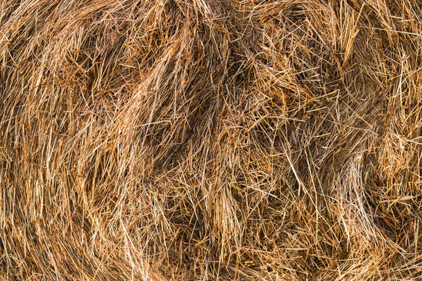 Een close-up van een gedraaide hooiberg, droog stro. Hooiachtige textuur. Oogstconcept in de landbouw - Foto, afbeelding