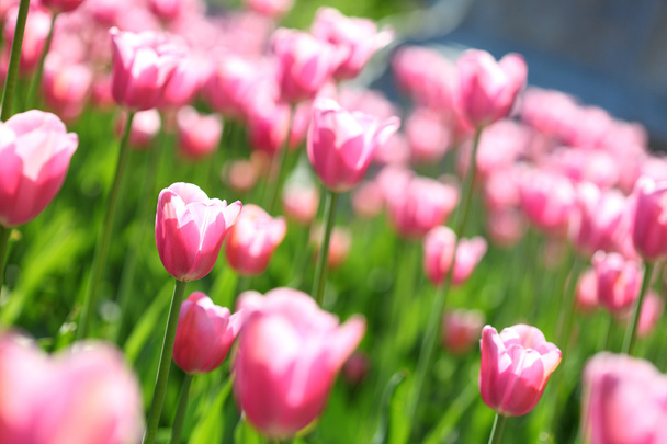 Gentle pink tulips on a flower field, - Foto, Imagem